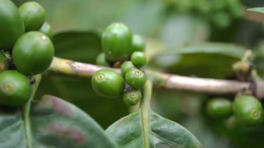Close up green coffee bean with black ant on the branch. The footage is suitable to use for nature footage, and coffee shop promotion.