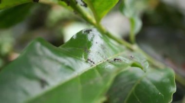 Close up green coffee bean with black ant on the branch. The footage is suitable to use for nature footage, and coffee shop promotion.