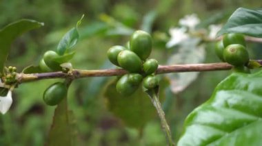 Close up green coffee bean with black ant on the branch. The footage is suitable to use for nature footage, and coffee shop promotion.