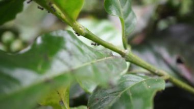 Close up green coffee bean with black ant on the branch. The footage is suitable to use for nature footage, and coffee shop promotion.