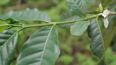 Close up green coffee bean with black ant on the branch. The footage is suitable to use for nature footage, and coffee shop promotion.