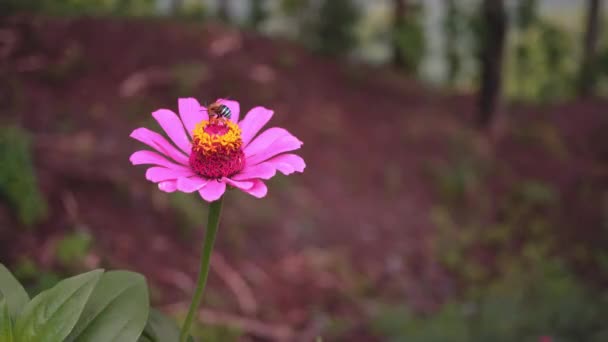 Κοντινό Ροζ Και Μοβ Λευκό Λουλούδι Μαύρη Μέλισσα Λάβει Λουλούδι — Αρχείο Βίντεο