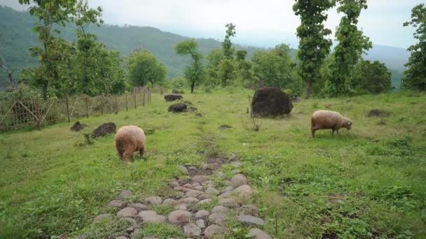 Sheep Feeding Grass Green Hills Spring Season Video Suitable Use — Wideo stockowe