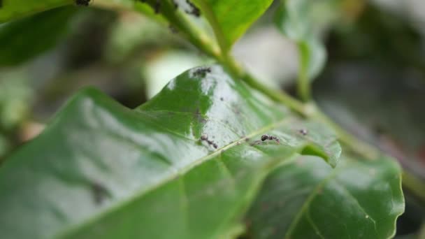 Close Green Coffee Bean Black Ant Branch Footage Suitable Use — Stock Video