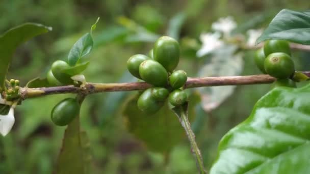 Cierre Hasta Grano Café Verde Con Hormiga Negra Rama Material — Vídeos de Stock