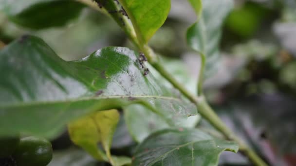 Κοντινό Πράσινο Φασόλι Καφέ Μαύρο Μυρμήγκι Στο Κλαδί Υλικό Είναι — Αρχείο Βίντεο