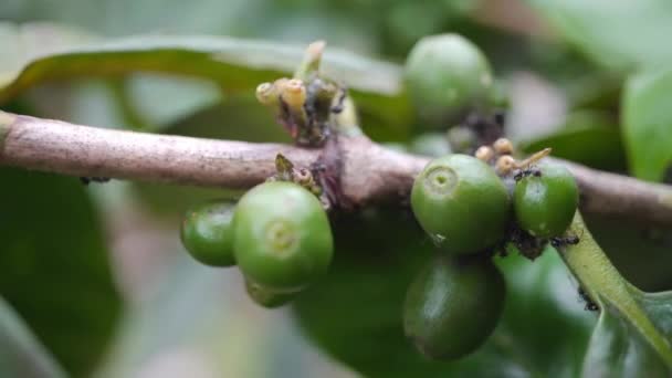 Close Green Coffee Bean Black Ant Branch Footage Suitable Use — Stock Video