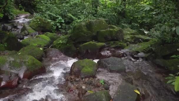 Footage Small Water Fall Tropical Forest Water Flowing River Stone — Stock videók