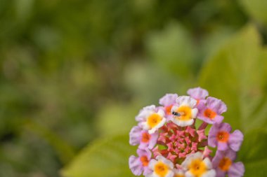 Macro photo of meadow flower white, pink yellow and violet color. The photo is suitable to use for nature flower background, poster and advertising.