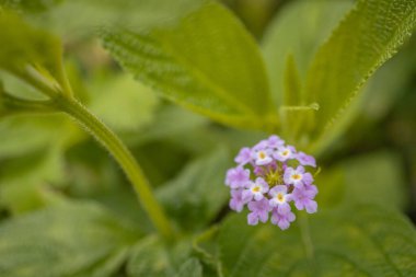 Macro photo of meadow flower white, pink yellow and violet color. The photo is suitable to use for nature flower background, poster and advertising.