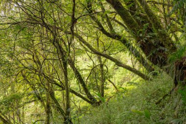 Bahar geldiğinde ormanın derinliklerine giden yol. Fotoğraf macera içeriği medyası, doğa posteri ve orman geçmişi için kullanılabilir.