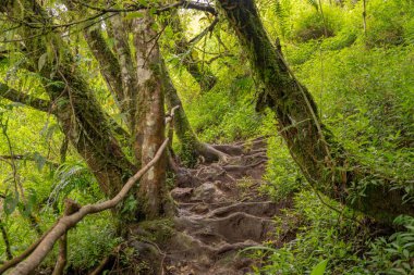 Bahar geldiğinde ormanın derinliklerine giden yol. Fotoğraf macera içeriği medyası, doğa posteri ve orman geçmişi için kullanılabilir.
