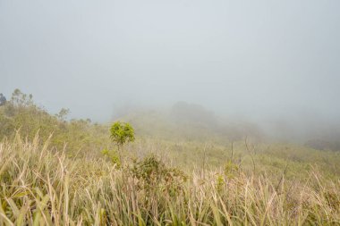 Savana ve sisli titreşimlerle dağın zirvesine giden yol. Fotoğraf macera içeriği medyası, doğa posteri ve orman geçmişi için kullanılabilir.