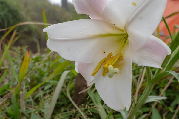 Fleur Lys Blanc Fleurit Sur Montagne Pointe Printemps Photo Est — Photo