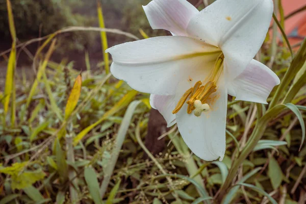 Flor Lirio Blanco Florecen Montaña Pico Cuando Temporada Primavera Foto —  Fotos de Stock