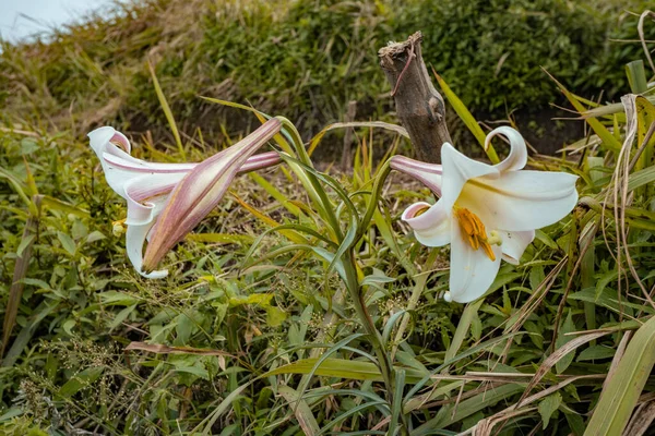 Biały Kwiat Lilii Kwitną Szczycie Góry Podczas Sezonu Wiosennego Fotografia — Zdjęcie stockowe