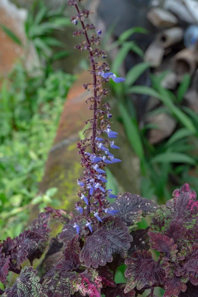 Mały Purpurowy Kwiat Kwitnie Wiosną Fotografia Nadaje Się Wykorzystania Tle — Zdjęcie stockowe