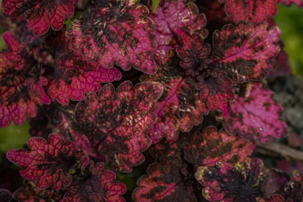 Pinkfarbene Dekorative Pflanzenfrüchte Und Blätter Auf Dem Coffeeshop Das Foto — Stockfoto