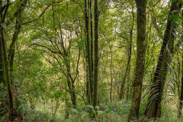 Δρόμος Για Βαθύ Δάσος Την Άνοιξη Φωτογραφία Είναι Κατάλληλη Για — Φωτογραφία Αρχείου