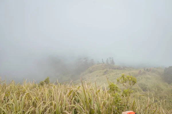 Шлях Вершини Гори Саваною Туманними Вібрами Фотографія Підходить Використання Пригодницьких — стокове фото