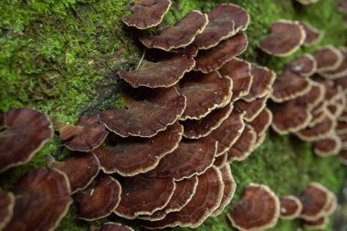 Yağmur mevsiminde düşen tropikal ormanda kahverengi çoklu gözenekli mantar. Fotoğraf doğa arka planı, vahşi yaşam posteri ve botanik içerik ortamı için kullanılabilir.
