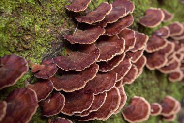 Yağmur mevsiminde düşen tropikal ormanda kahverengi çoklu gözenekli mantar. Fotoğraf doğa arka planı, vahşi yaşam posteri ve botanik içerik ortamı için kullanılabilir.