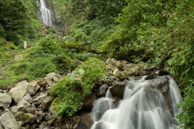 Tek su manzarası tropikal ormana düşer. Fotoğraf macera içeriği medyası, doğa posteri ve orman geçmişi için kullanılabilir.