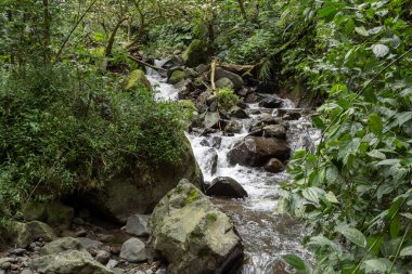 Tek su manzarası tropikal ormana düşer. Fotoğraf macera içeriği medyası, doğa posteri ve orman geçmişi için kullanılabilir.