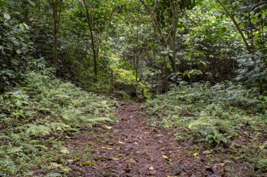Bahar mevsimi ve bulutlu havalarda ormana gitmek. Fotoğraf macera içeriği medyası, doğa posteri ve orman geçmişi için kullanılabilir.