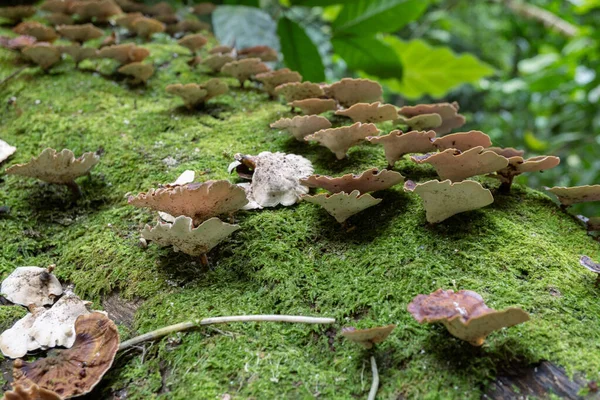 梅雨時に倒木熱帯林の茶色の多孔質キノコ 写真は 自然の背景 野生生物のポスターや植物のコンテンツメディアに適しています — ストック写真