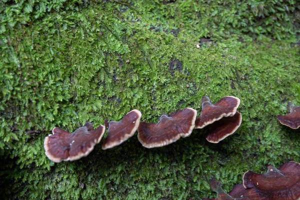 Braune Polypore Pilz Auf Dem Umgestürzten Baum Tropischen Wald Wenn — Stockfoto