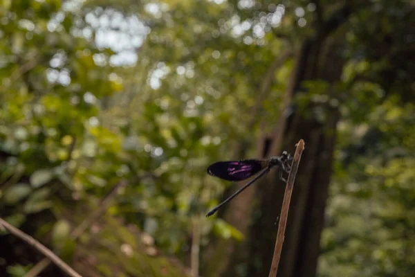Drago Volare Sopra Verde Lasciare Sulla Foresta Tropicale Foto Adatta — Foto Stock