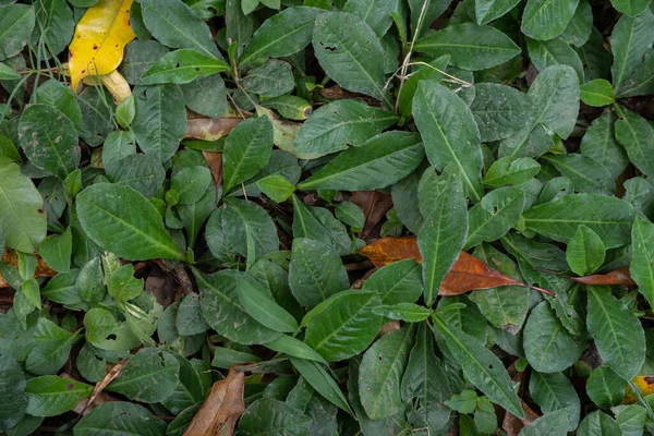 Textur Und Oberfläche Der Grünen Blattwildpflanze Tropischen Wald Foto Eignet — Stockfoto