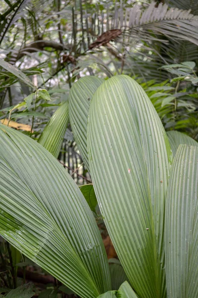 Textuur Oppervlakte Van Groene Blad Wilde Plant Het Tropische Bos — Stockfoto
