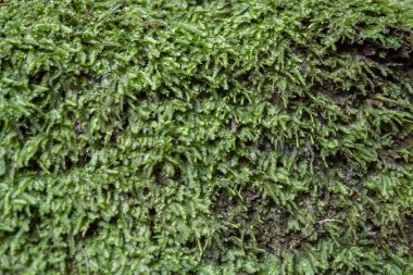 Yağmur mevsiminde ağaç dalındaki yosun yüzeyi. Fotoğraf macera içeriği medyası, doğa posteri ve orman geçmişi için kullanılabilir.