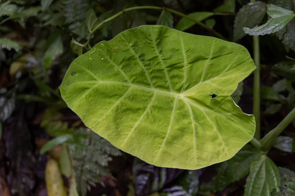 Yeşil Yapraklı Yaban Bitkisinin Dokusu Yüzeyi Tropikal Ormanda Fotoğraf Doğa — Stok fotoğraf