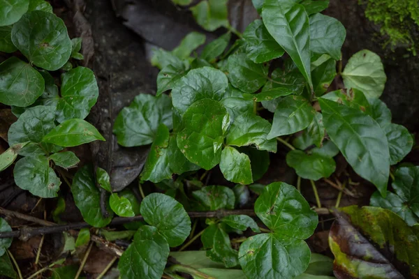 Yeşil Yapraklı Yaban Bitkisinin Dokusu Yüzeyi Tropikal Ormanda Fotoğraf Doğa — Stok fotoğraf