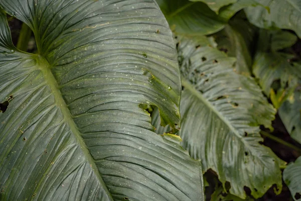 Textuur Oppervlakte Van Groene Blad Wilde Plant Het Tropische Bos — Stockfoto