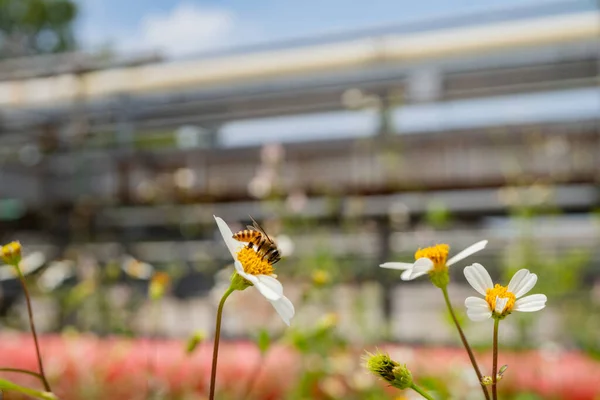 Медова Бджола Приймає Нектар Квітку Лугу Коли День Днем Фотографія — стокове фото