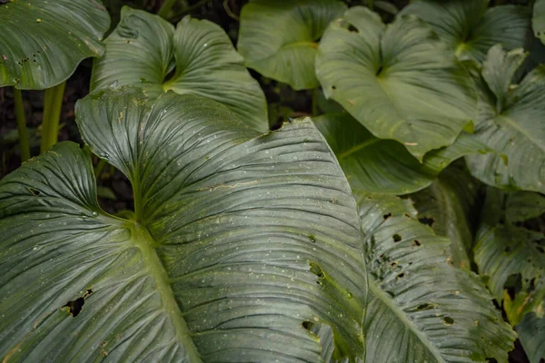Textuur Oppervlakte Van Groene Blad Wilde Plant Het Tropische Bos — Stockfoto