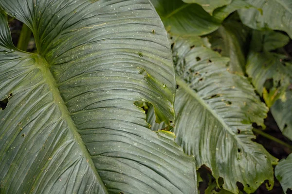 熱帯林の緑の葉の野生植物の質感と表面 写真は 自然の背景 植物のポスターや自然コンテンツメディアに適しています — ストック写真