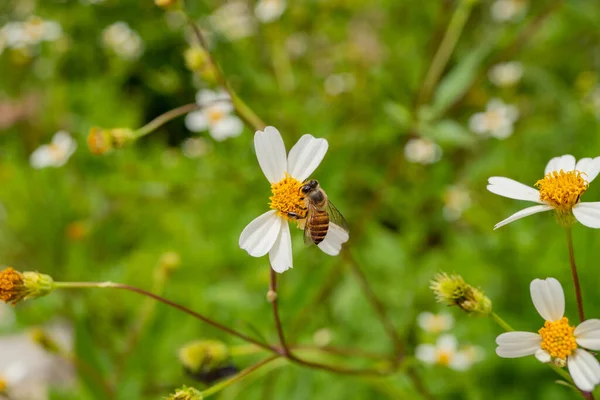 Honigbienen Nehmen Tagsüber Nektar Auf Der Wiesenblume Auf Das Foto — Stockfoto
