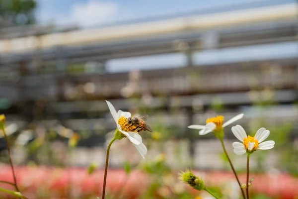 Медова Бджола Приймає Нектар Квітку Лугу Коли День Днем Фотографія — стокове фото