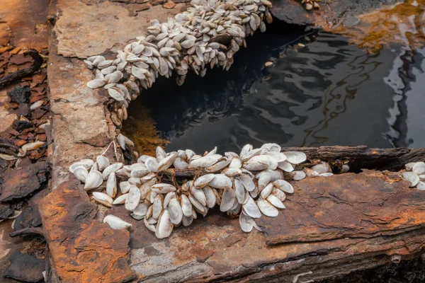 Menutup Pertumbuhan Shell Pelat Baja Karbon Kapal Berkarat Foto Ini — Stok Foto