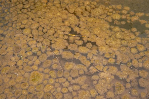 Kolam Lumut Kuning Tempat Penampungan Air Limbah Foto Ini Cocok — Stok Foto