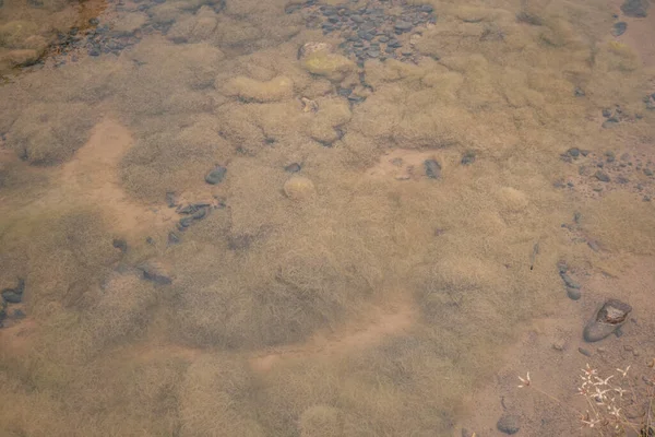 Kolam Lumut Kuning Tempat Penampungan Air Limbah Foto Ini Cocok — Stok Foto
