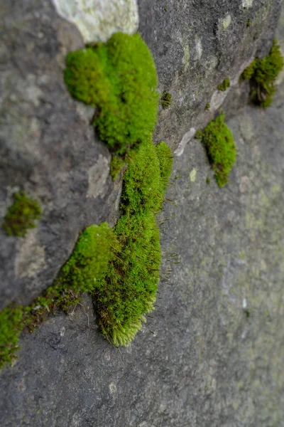 Moss Surface Tree Branch Rainy Season Photo Suitable Use Adventure — Stock Photo, Image