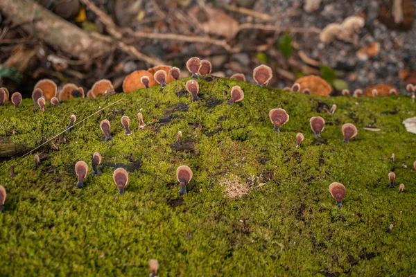下雨天 在倒下的热带森林上有褐色的多孔蘑菇 这张照片适用于自然背景 野生生物海报和植物性内容媒体 — 图库照片