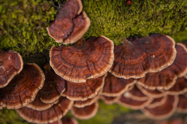 Brown polypore mushroom on the fallen tree tropical forest when rainy season. The photo is suitable to use for nature background, wild life poster and botanical content media.
