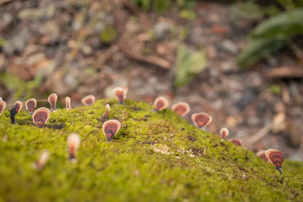 Cogumelo Poliporo Marrom Floresta Tropical Árvore Caída Quando Estação Chuvosa — Fotografia de Stock